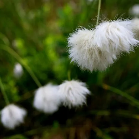 Lakeside By Mokeren *